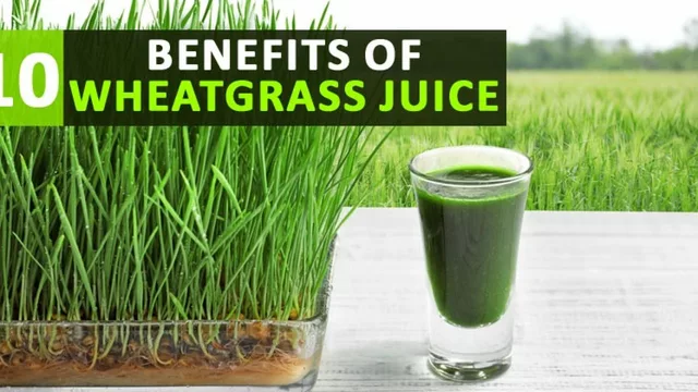 Experience the Life-Changing Health Benefits of Rye Grass Supplements
